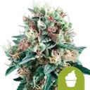 Royal Creamatic Auto | AUTOFEM | Royal Queen Seeds