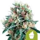 Royal Creamatic Auto | AUTOFEM | Royal Queen Seeds