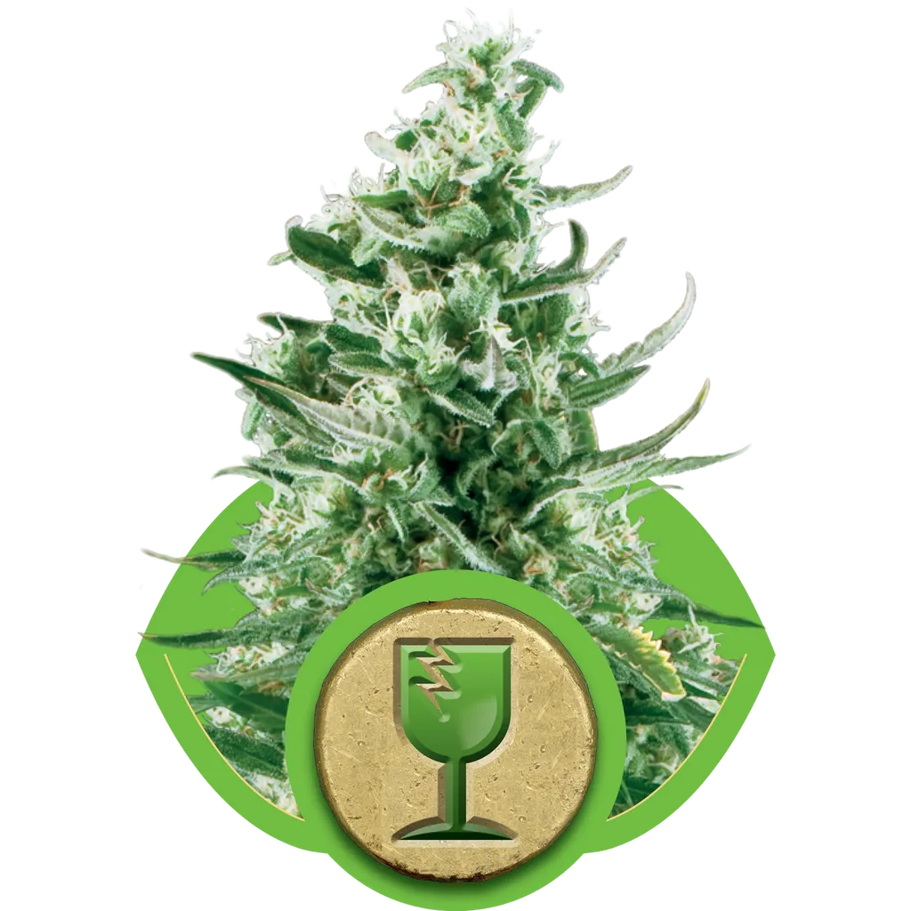 Royal Critical Auto | AUTOFEM | Royal Queen Seeds