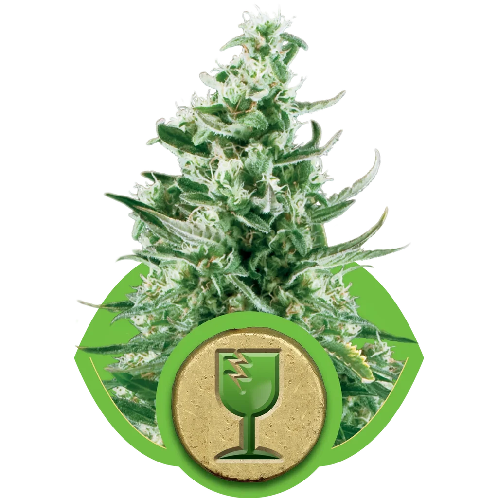 Royal Critical Auto | AUTOFEM | Royal Queen Seeds