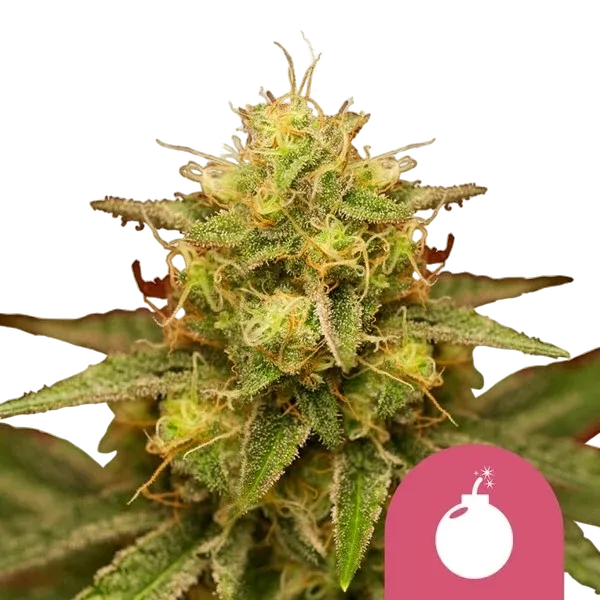 Royal Domina | PHOTOFEM | Royal Queen Seeds