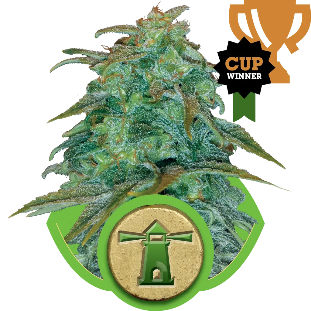 Royal Haze Auto | AUTOFEM | Royal Queen Seeds