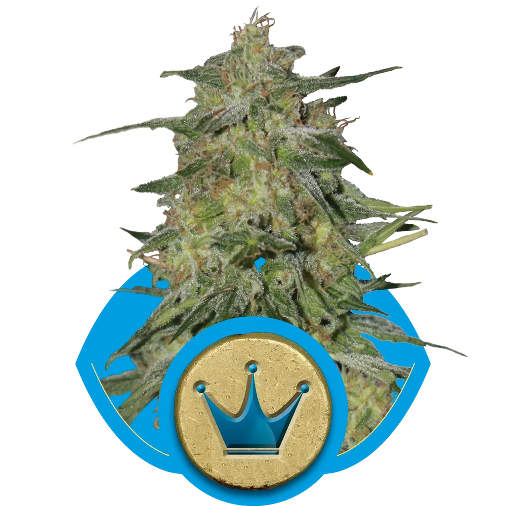 Royal Highness CBD | PHOTOFEM | Royal Queen Seeds