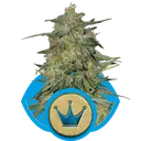 Royal Highness CBD | PHOTOFEM | Royal Queen Seeds