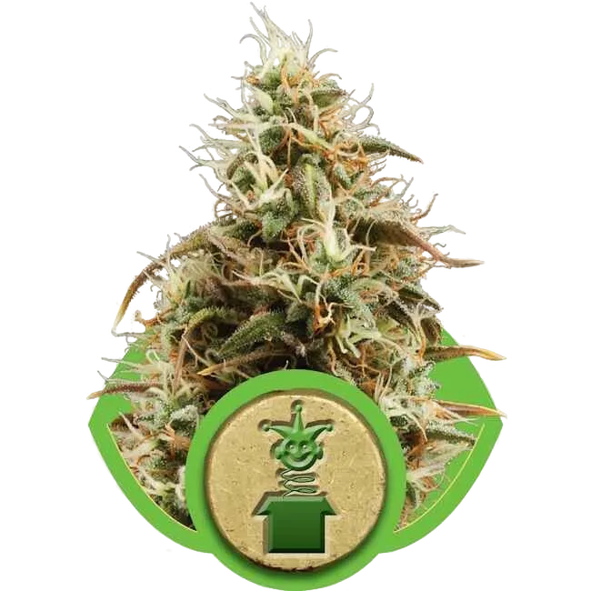 Royal Jack Auto | AUTOFEM | Royal Queen Seeds