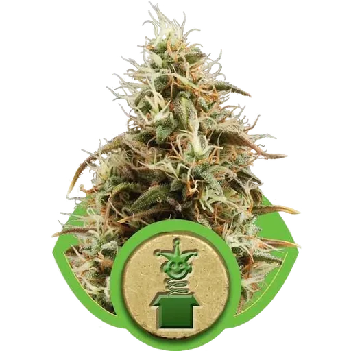 Royal Jack Auto