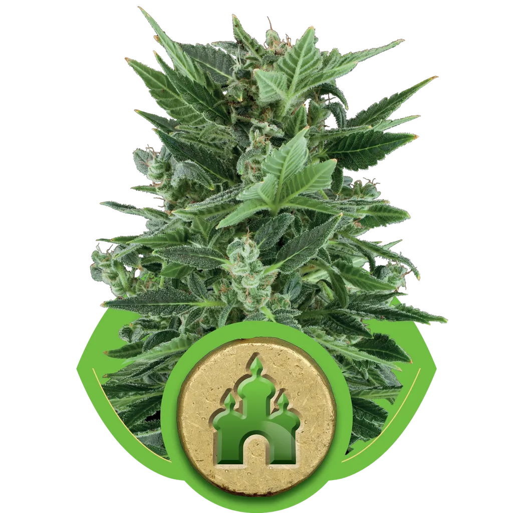 Royal Kush Auto | AUTOFEM | Royal Queen Seeds
