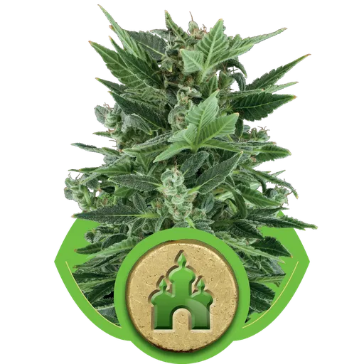 Royal Kush Auto