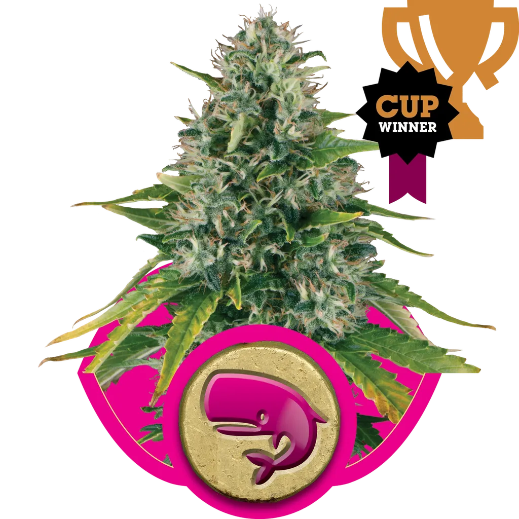 Royal Moby | PHOTOFEM | Royal Queen Seeds
