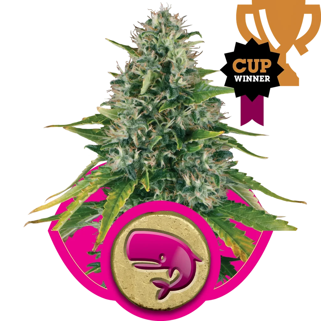 Royal Moby | PHOTOFEM | Royal Queen Seeds