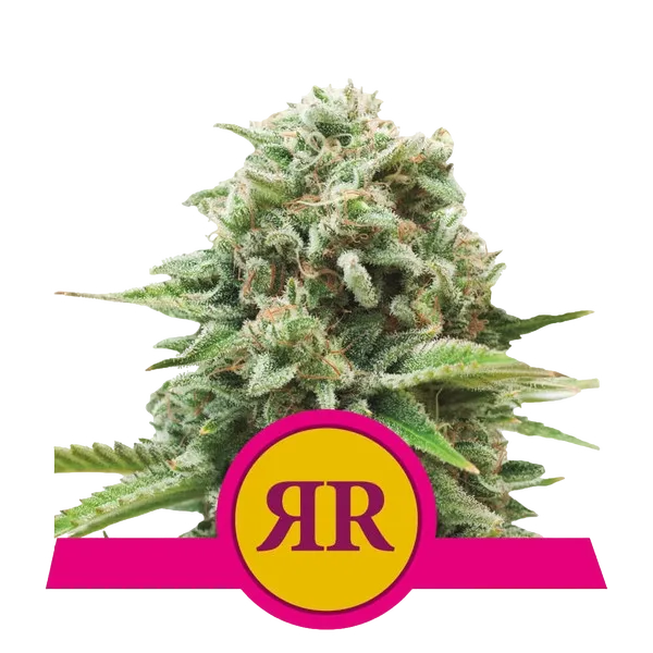 Royal Runtz | PHOTOFEM | Royal Queen Seeds