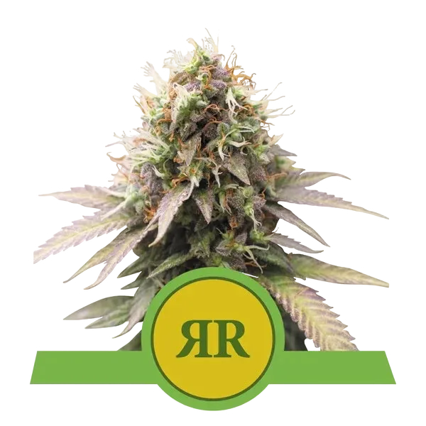 Royal Runtz Auto | AUTOFEM | Royal Queen Seeds