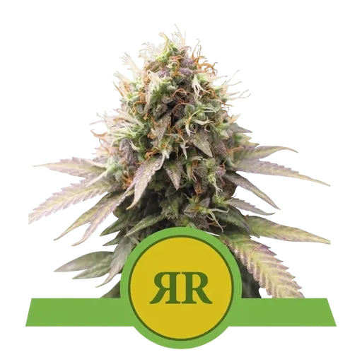 Royal Runtz Auto