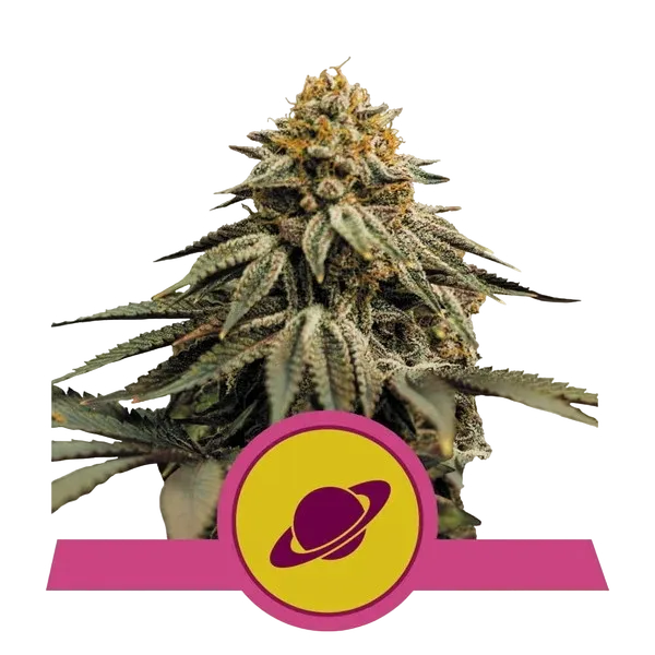 Royal Skywalker | PHOTOFEM | Royal Queen Seeds