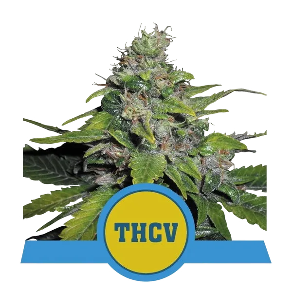 Royal THCV | PHOTOFEM | Royal Queen Seeds