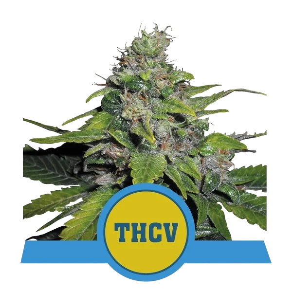 Royal THCV | PHOTOFEM | Royal Queen Seeds