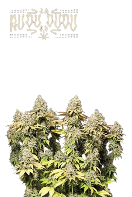 Rucu Cucu OG Auto | AUTOFEM | Seedstockers
