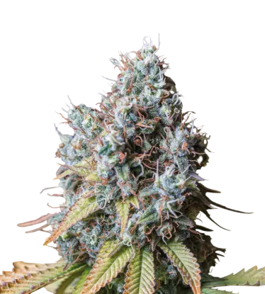 Rucu Cucu OG | PHOTOFEM | Seedstockers