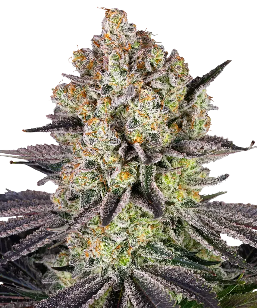 Runtz | PHOTOFEM | Barneys Farm