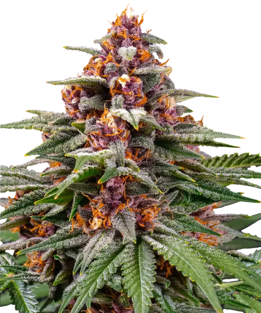 Runtz Auto | AUTOFEM | Barneys Farm