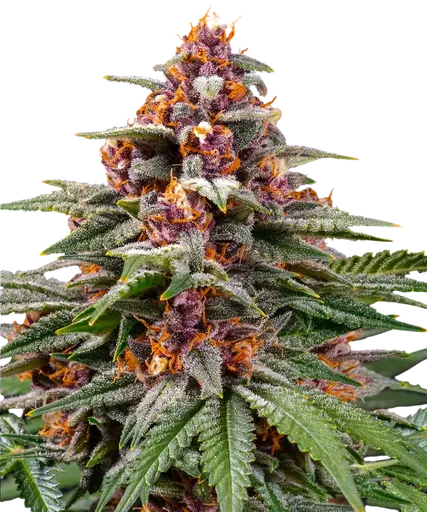 Runtz Auto
