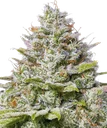 Blue Gelato 41 | PHOTOFEM | Barneys Farm