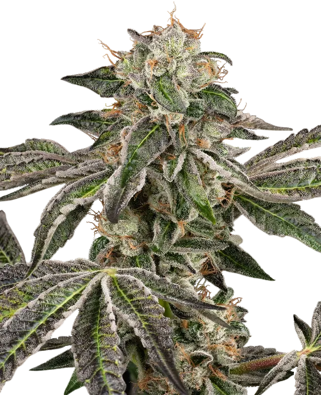 Runtz Auto | AUTOFEM | White Label Seed Company