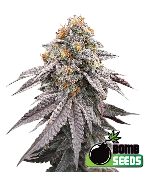 Runtz Bomb | PHOTOFEM | Bomb Seeds