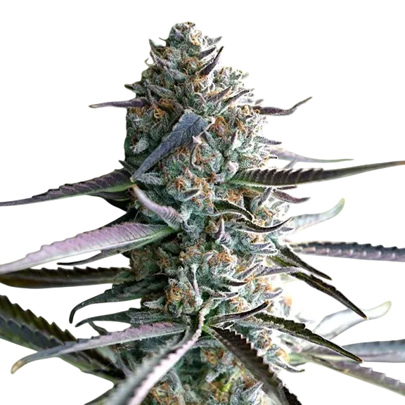 Runtz FAST | PHOTOFEM | Humboldt Seed Org.