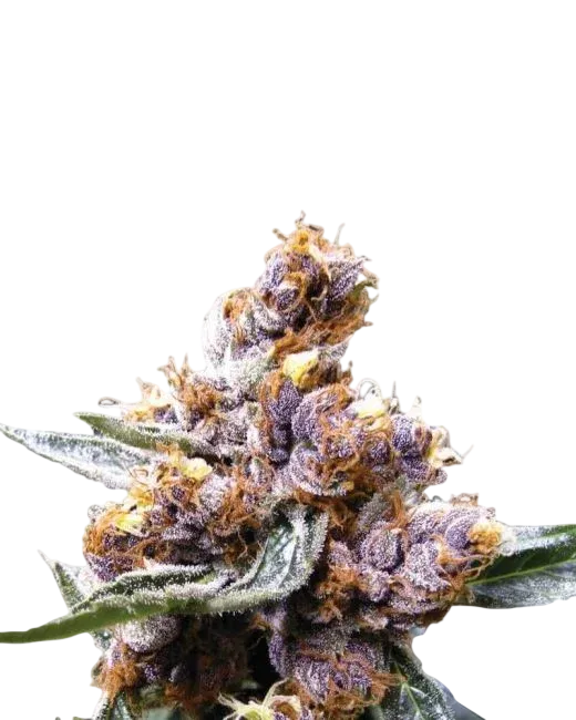 Blueberry | PHOTOFEM | Nirvana Seeds