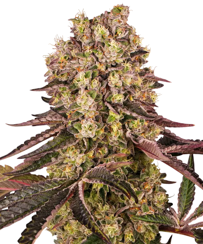 Runtz Muffin | PHOTOFEM | Barneys Farm