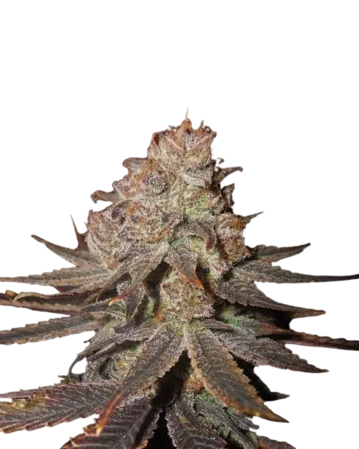 Blueberry Auto | AUTOFEM | Nirvana Seeds
