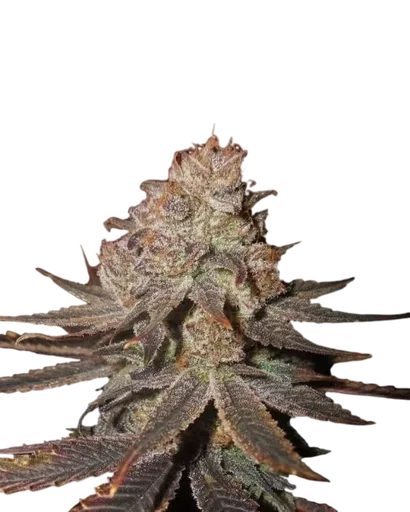 Blueberry Auto