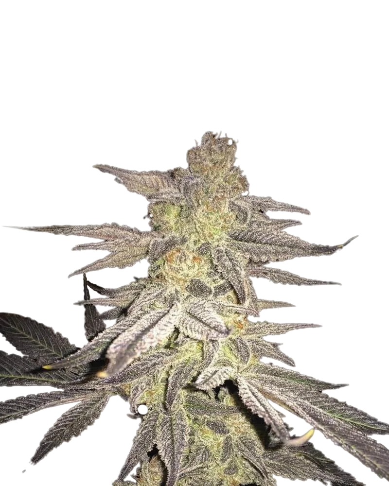Blueberry | PHOTOREG | Nirvana Seeds