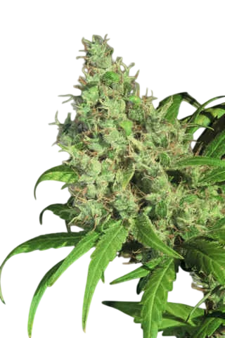 S.A.G.E | PHOTOFEM | T.H. Seeds