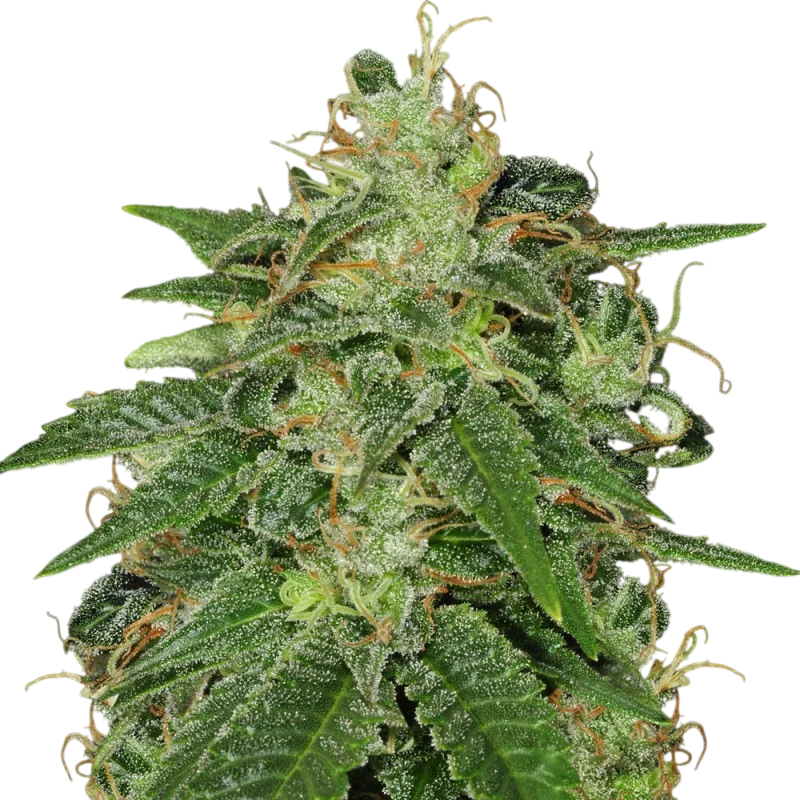 S.A.G.E | PHOTOFEM | T.H. Seeds