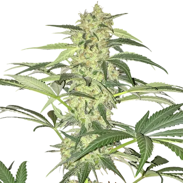 S.A.G.E. CBD – Produktansicht