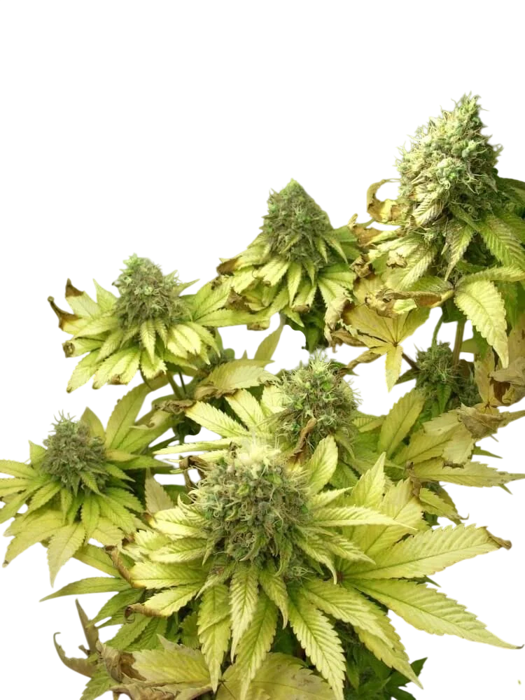 Sage n Sour | PHOTOREG | T.H. Seeds