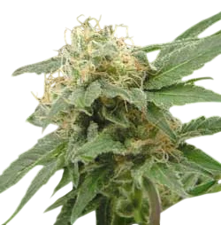 Sage n Sour | PHOTOFEM | T.H. Seeds