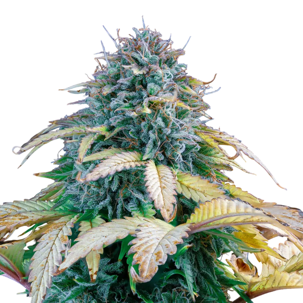 Samsquanch OG Auto | AUTOFEM | Mephisto Genetics