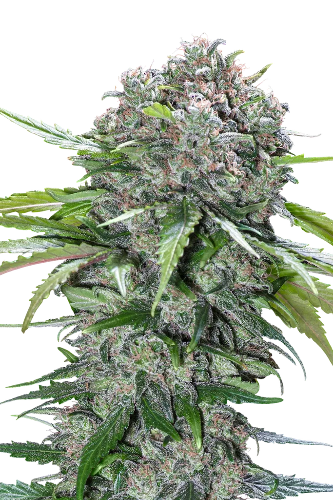 San Bacio Burger | PHOTOFEM | Advanced Seeds