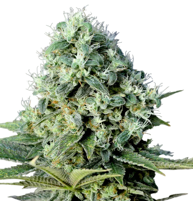 Santa Bilbo | PHOTOFEM | Genehtik Seeds