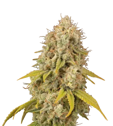 Santa Marta Haze | PHOTOFEM | Seedstockers
