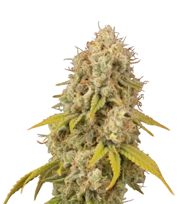 Santa Marta Haze | PHOTOFEM | Seedstockers