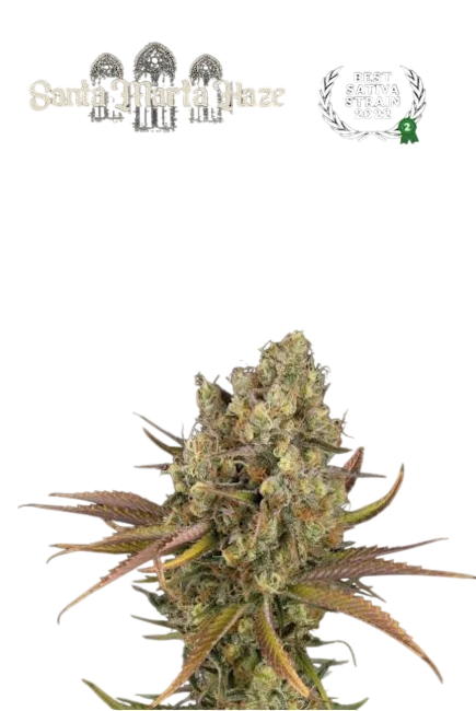 Santa Marta Haze Auto | AUTOFEM | Seedstockers