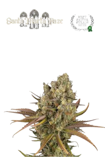 Santa Marta Haze Auto