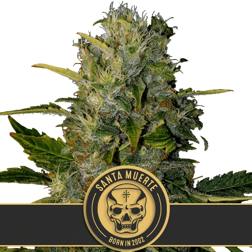 Santa Muerte | PHOTOFEM | Blimburn Seeds
