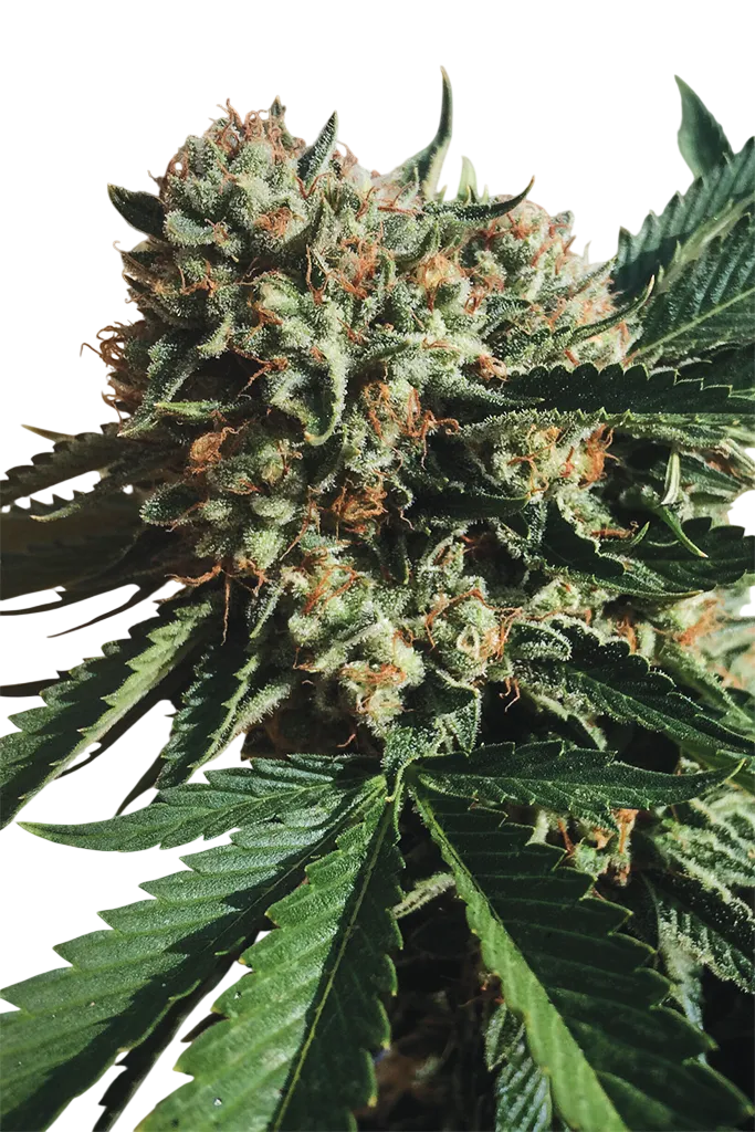 Sapphire OG | PHOTOFEM | Humboldt Seed Org.