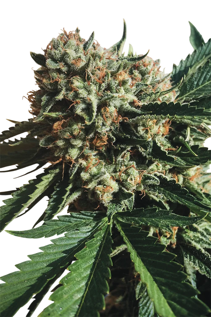 Sapphire OG | PHOTOFEM | Humboldt Seed Org.