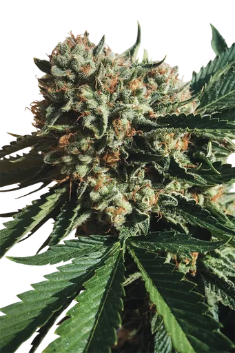 Sapphire OG
